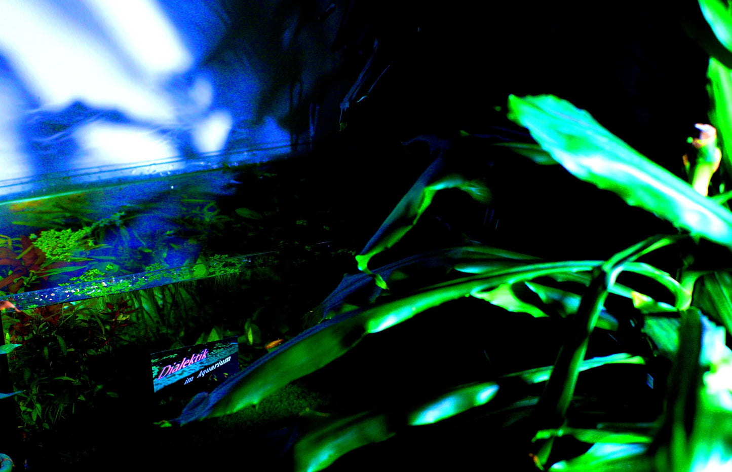 Vibes erforschen (10 Stück)